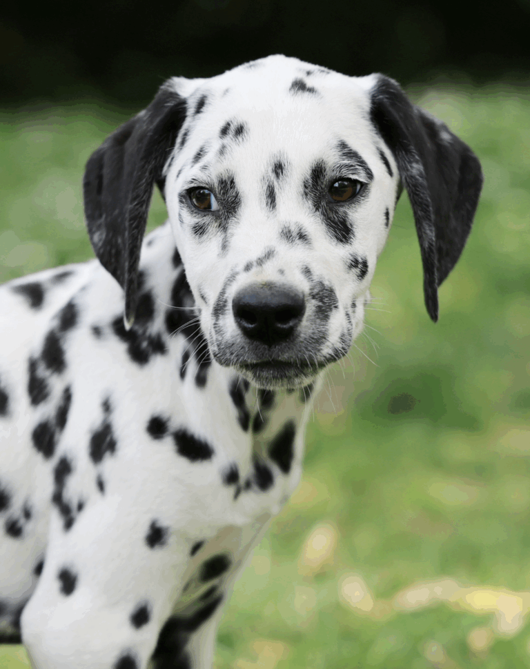 Capture decran 2025 09 02 a 15.00.12 768x970 Mon métier ? La polyvalence !