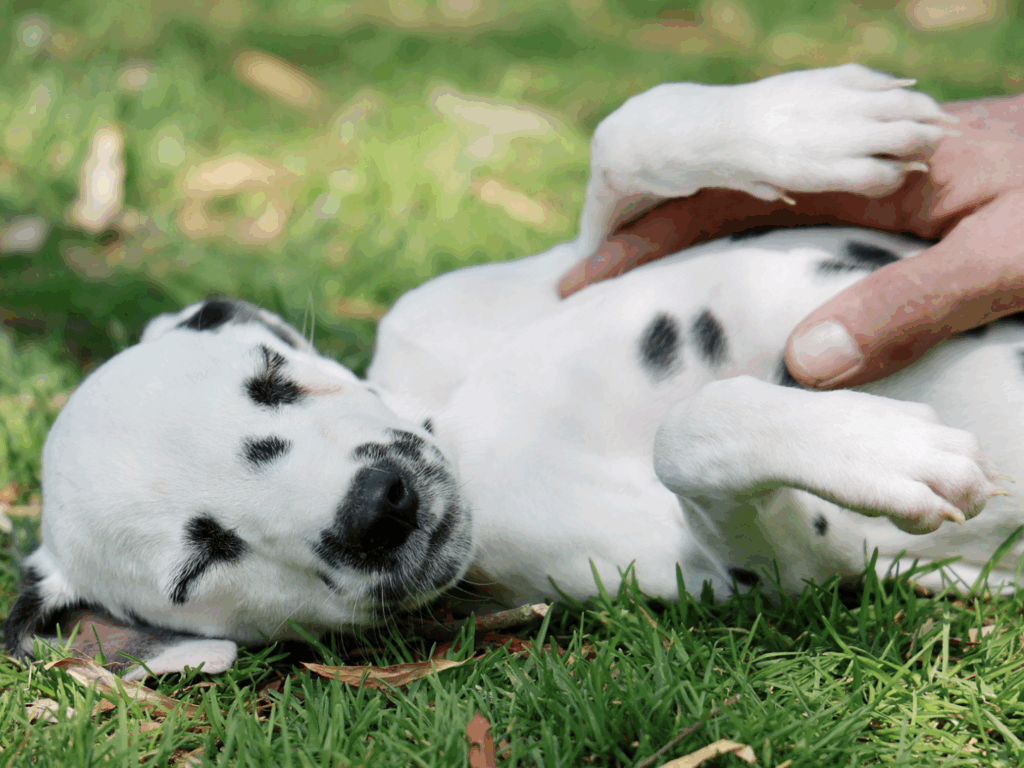 Capture decran 2025 09 02 a 15.00.36 1024x768 Mon métier ? La polyvalence !