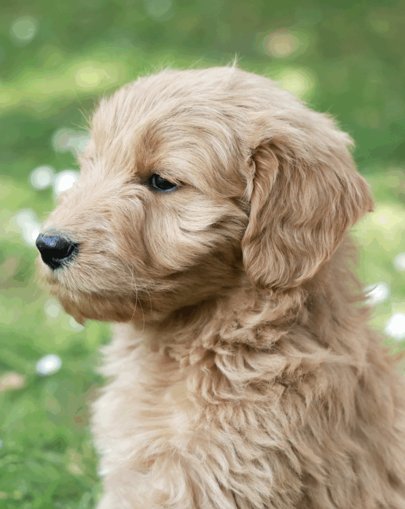 Capture decran 2025 09 02 a 15.00.53 816x1024 Mon métier ? La polyvalence !